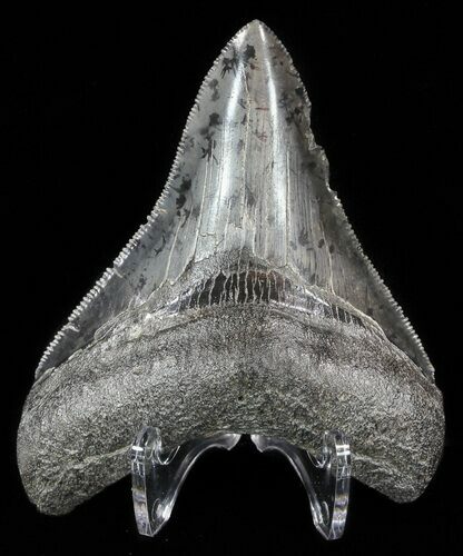 Beautiful, Serrated, Megalodon Tooth #51137
